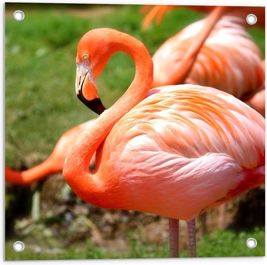 Tuinposter – Roze Flamingo - 50x50cm Foto op Tuinposter  (wanddecoratie voor buiten en binnen)