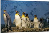 Acrylglas –Pinguïns – 120x80 (Wanddecoratie op Acrylglas)