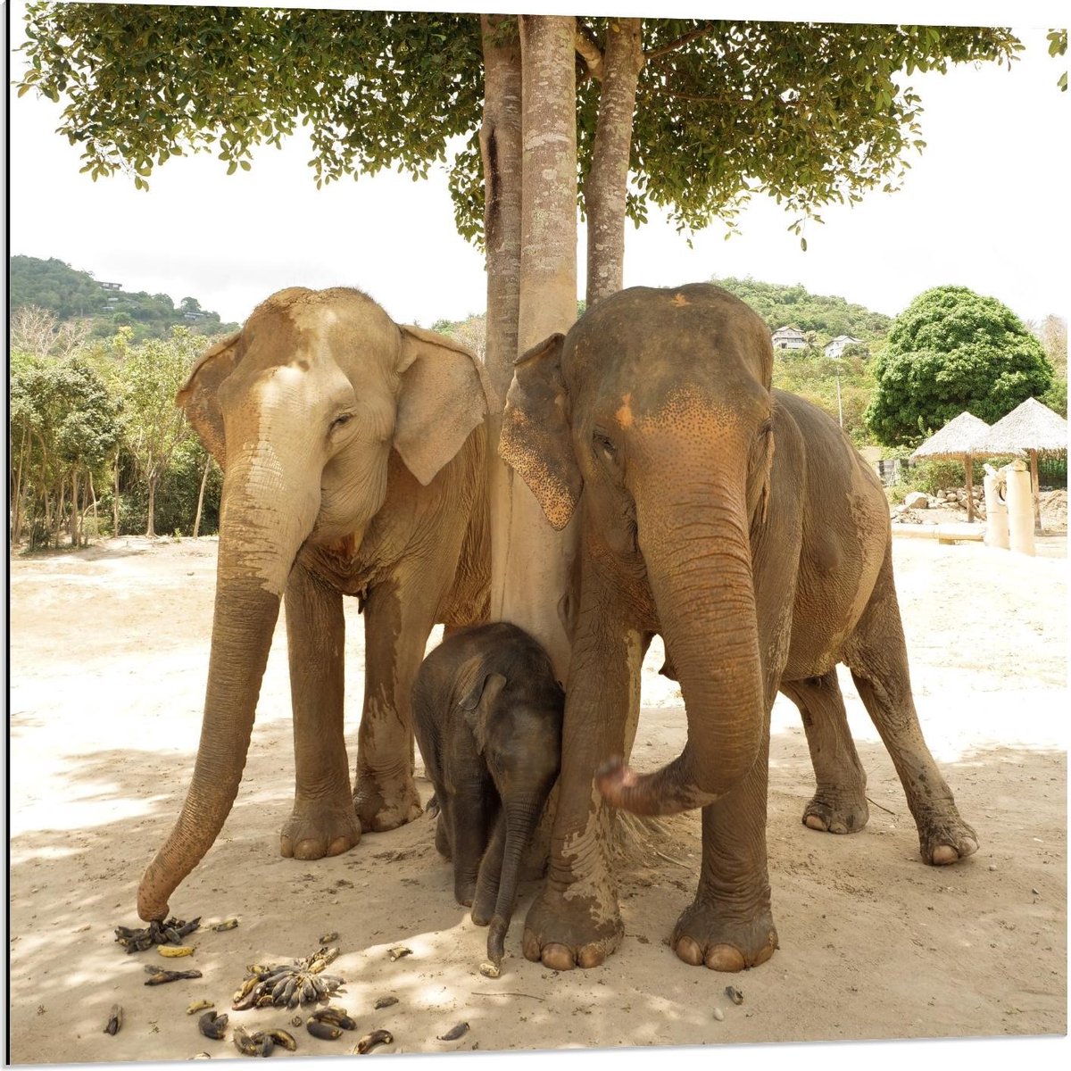 Dibond - Olifantenfamilie met Baby - 80x80cm Foto op Aluminium (Met Ophangsysteem)