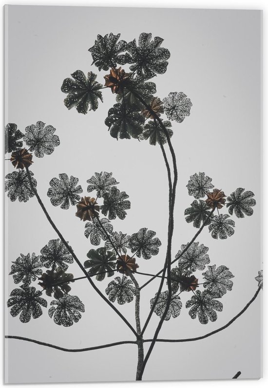 Acrylglas - Gedroogde Tak met Bloemen - 40x60cm Foto op Acrylglas (Wanddecoratie op Acrylglas)