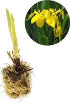 VDVELDE Gele Lis - Iris Pseudacorus - Voor ca. 2,5 m² - 30 losse filterplanten - Voor vijver plantenfilters - Winterharde Vijverplanten - Van der Velde Waterplanten