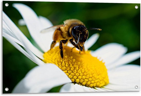 Tuinposter – Bij op Wit Madeliefje - 90x60cm Foto op Tuinposter  (wanddecoratie voor buiten en binnen)