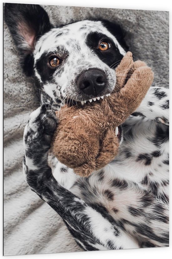 Dibond - Zwart./witte Hond met Bruine Knuffel - 100x150cm Foto op Aluminium (Met Ophangsysteem)