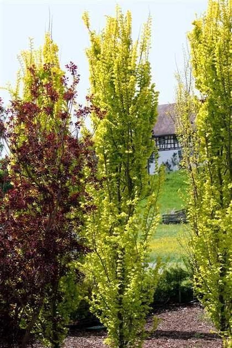 Goudiep Ulmus hollandica Wredei 1825 cm stamomtrek