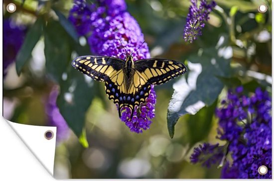Papilio glaucus jaune sur un buisson à papillons 60x40 cm