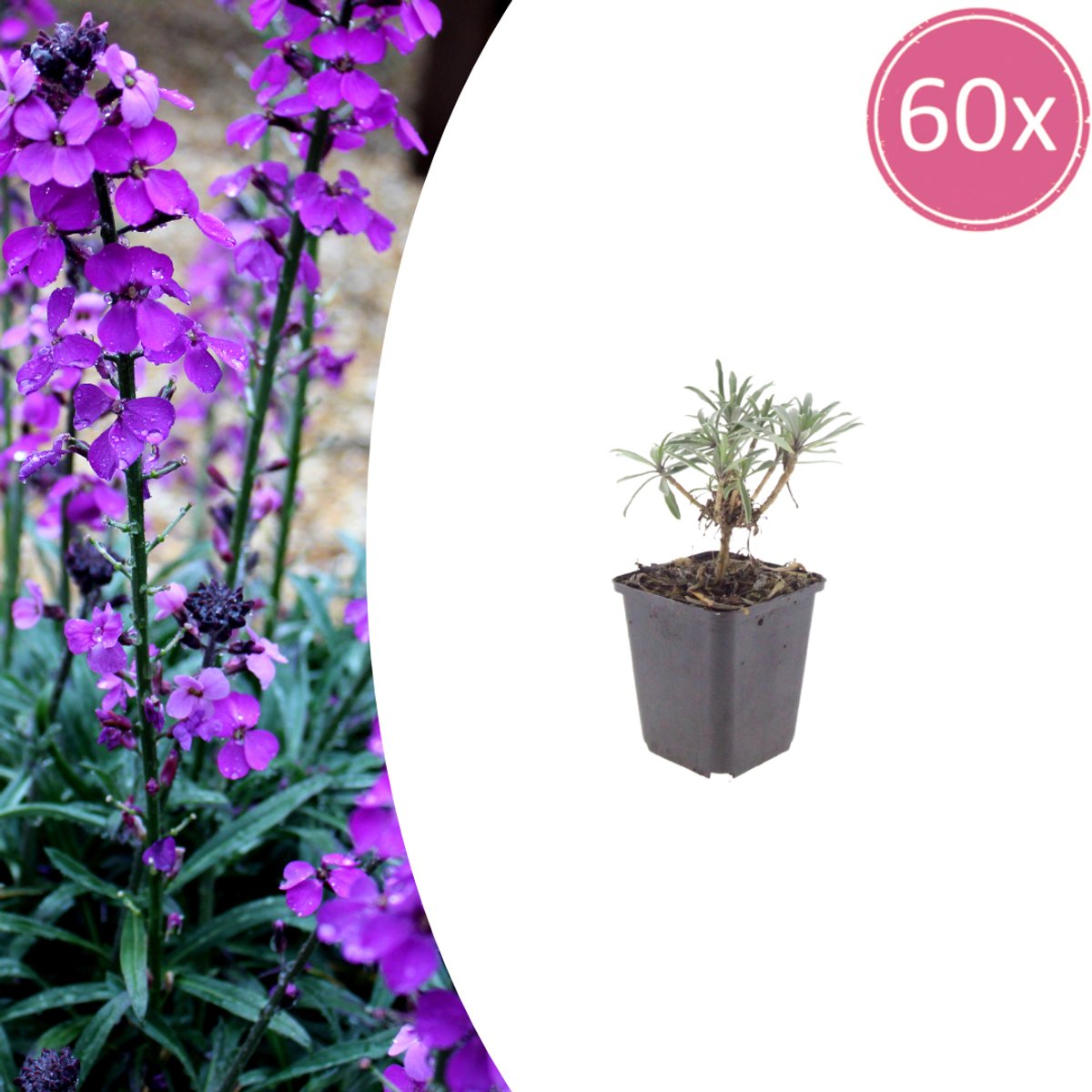 Tuinplantenshop.com | Erysimum 'Bowles' Mauve' | 60 stuks - Ø9cm - 10-25cm hoog - Tuinplant