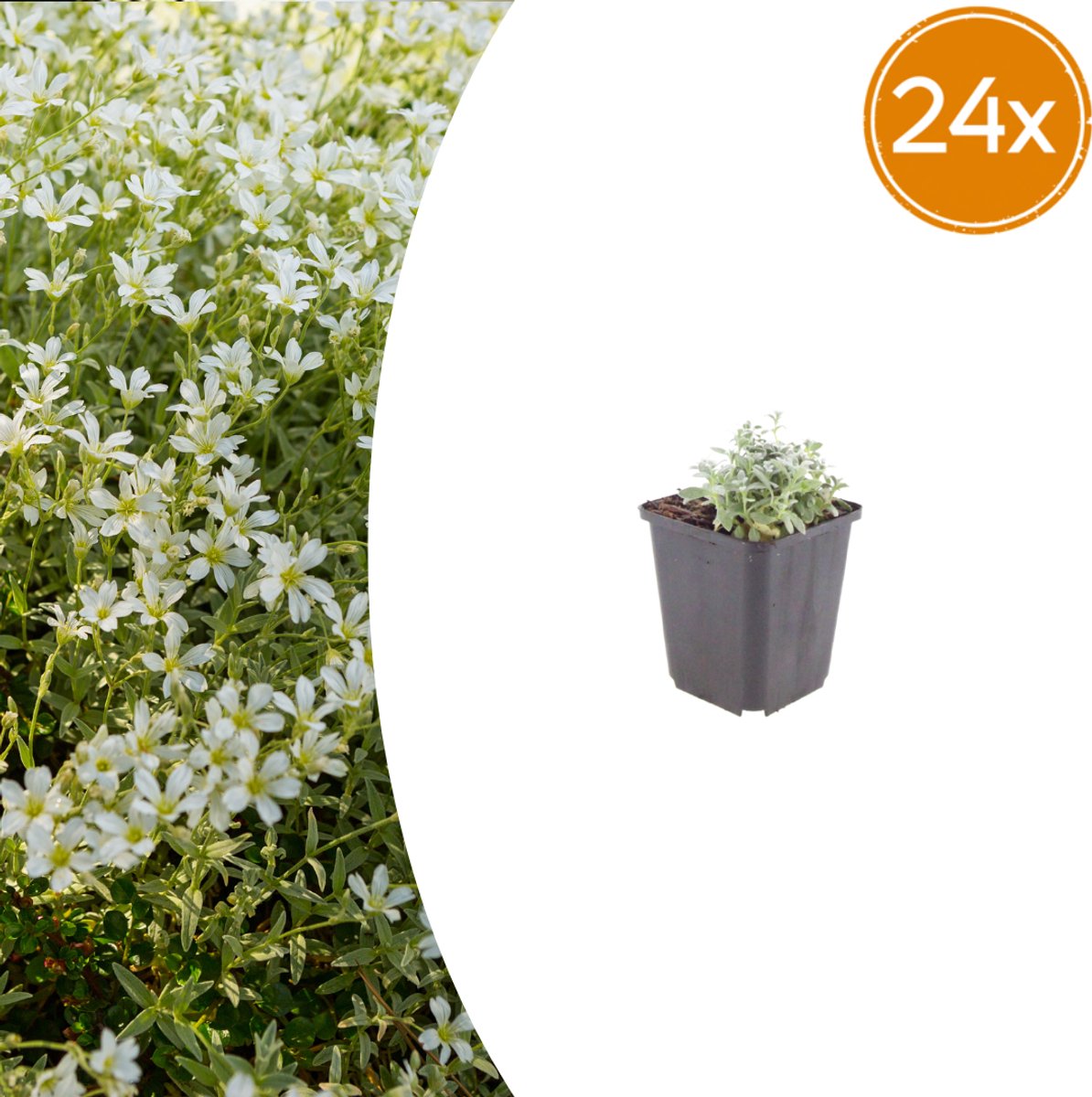Tuinplantenshop.com | Cerastium tomentosum | 24 stuks - Ø9cm - 10-25cm hoog - Tuinplant
