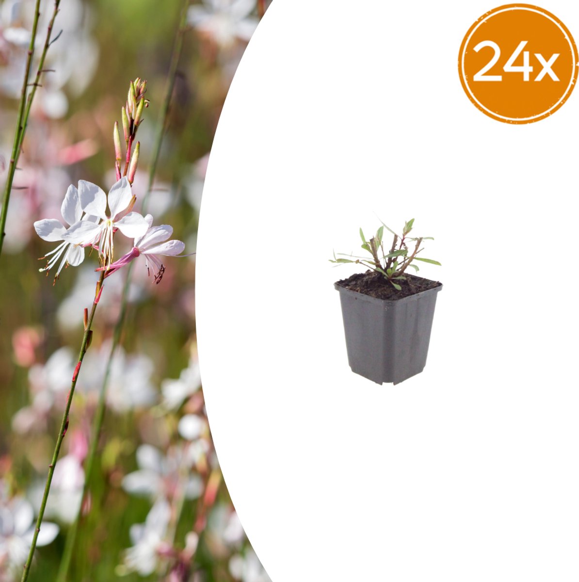Tuinplantenshop.com | Gaura l. 'Whirling Butterflies' | 24 stuks - Ø9cm - 10-25cm hoog - Tuinplant