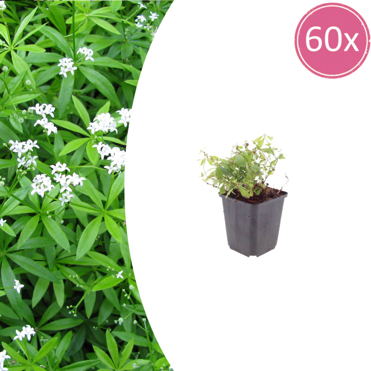 Tuinplantenshop.com | Galium odoratum | 60 stuks - Ø9cm - 10-25cm hoog - Tuinplant