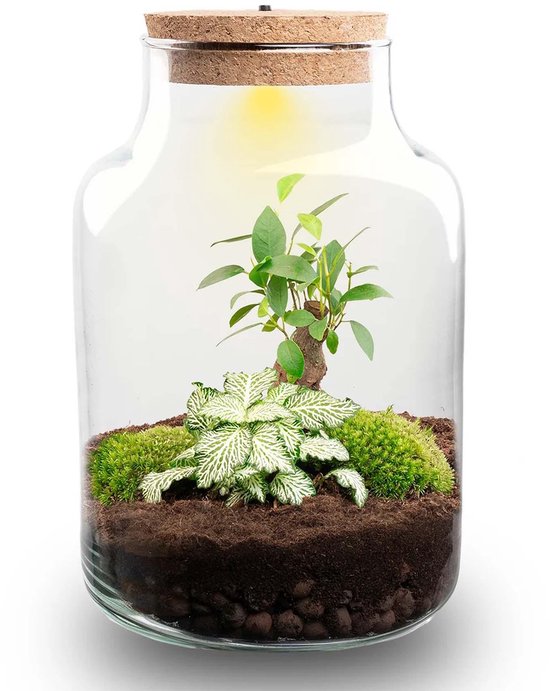 Ecosysteem met plantjes is een bijzonder kado voor je moeder