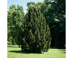 Plants Online BV - Planten - Haagplanten - Coniferen - Tuinplanten - Sier coniferen - Set van 1 - Oostenrijkse den