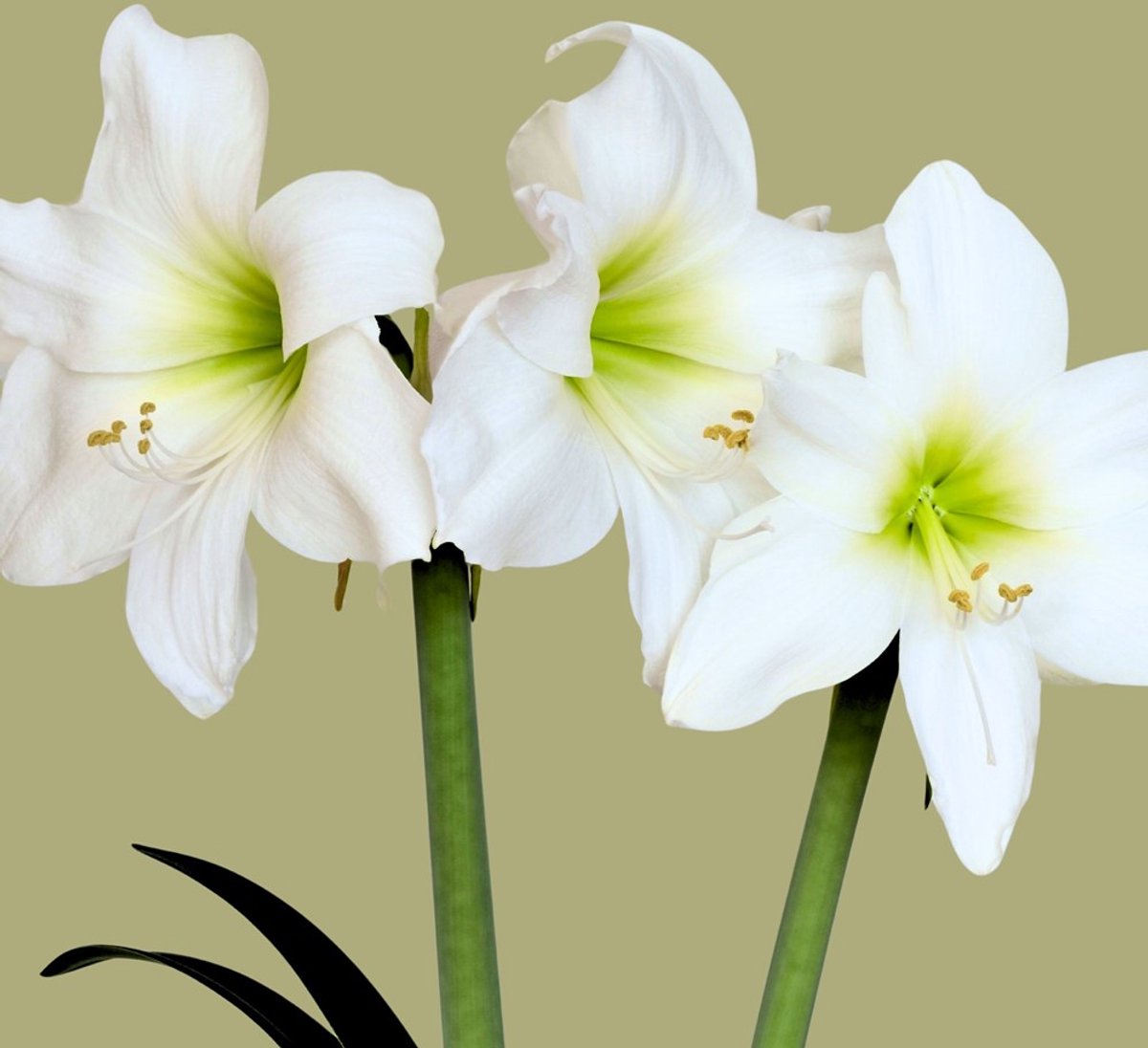 Amaryllis (Hippeastrum) - Wit - Snijbloemen - Zomerbollen - Voorjaarsbollen - (Ook)-Voor in huis - Winterbloeiers