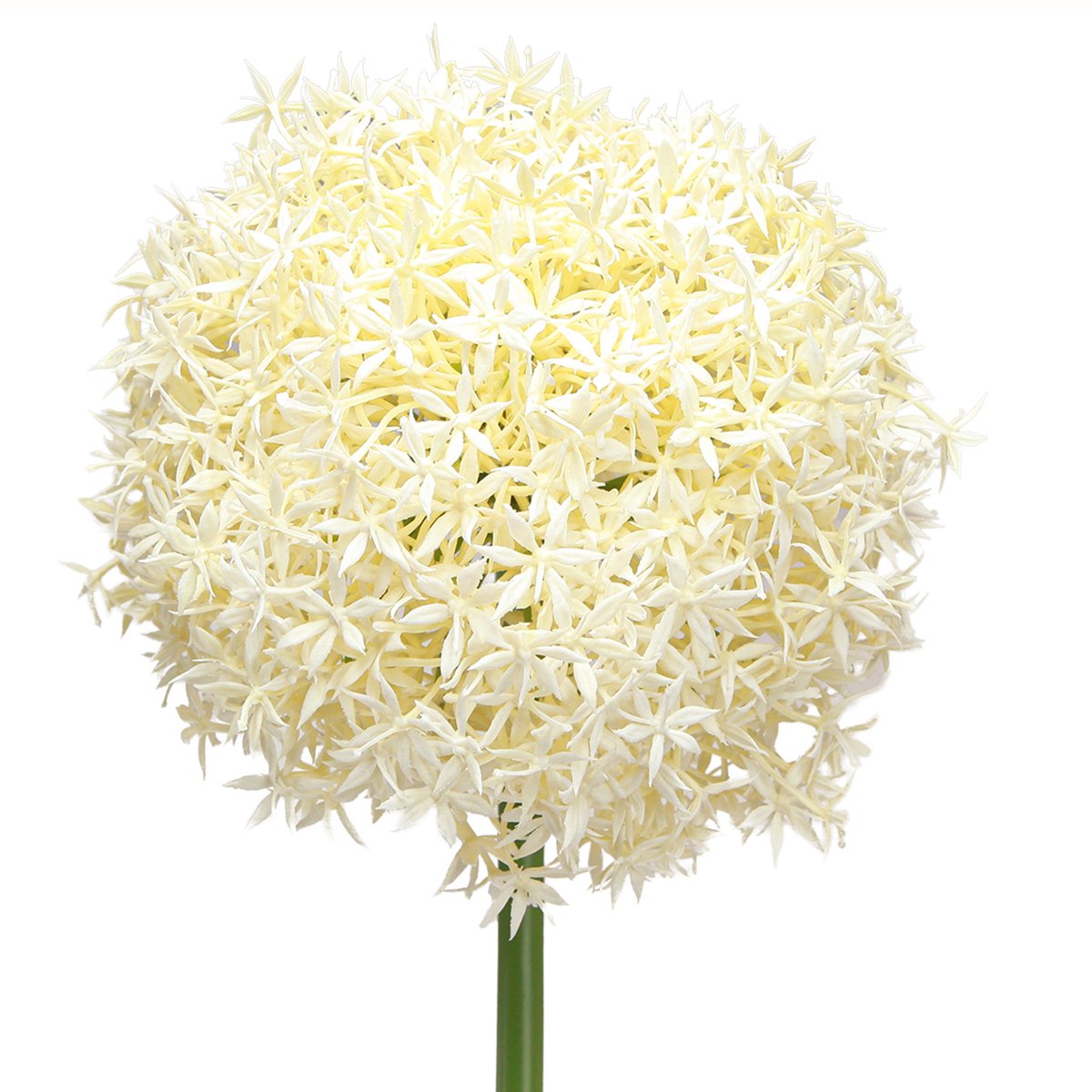 Viana Kunst Allium Crème Witte Sier Ui Ø18cm L90cm