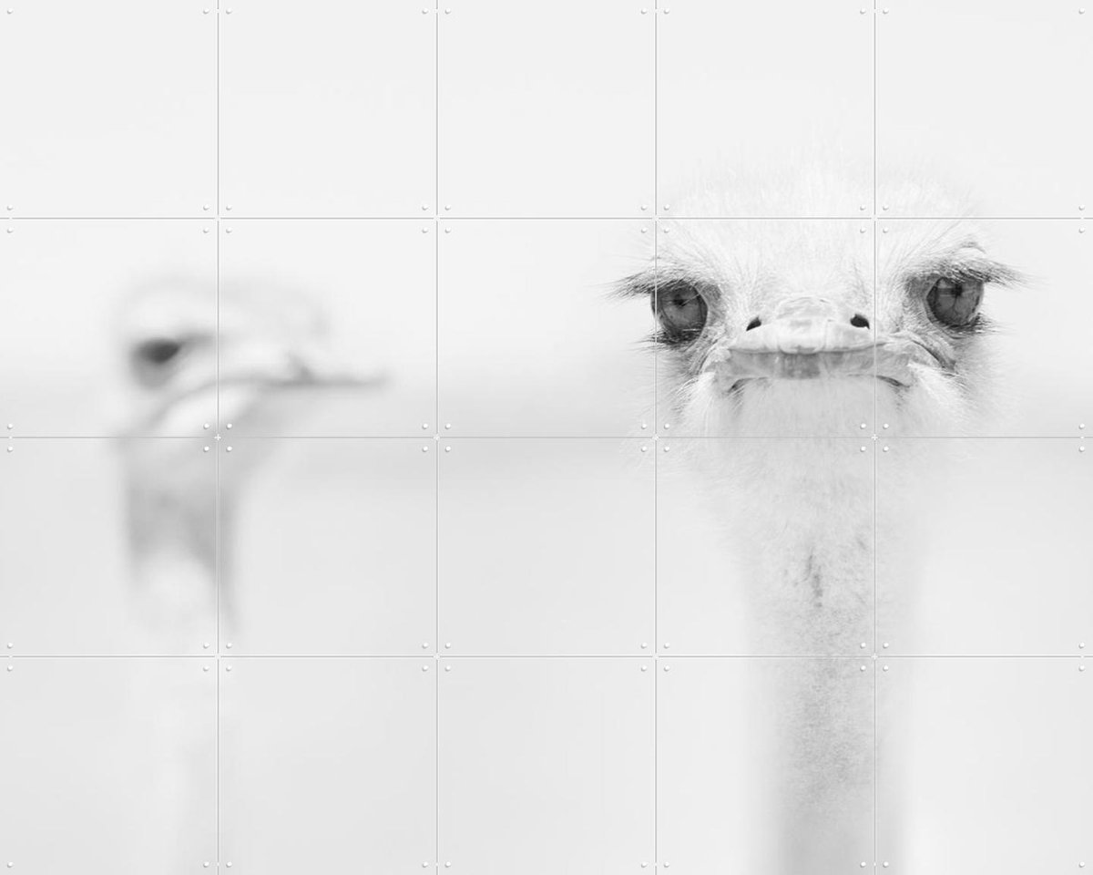 IXXI Funny Ostrich, Carlo Tonti & Various - 100 x 80 cm - Gratis ophangtool - Grote wanddecoratie en posters - Speels, Fotografie, Woonkamer