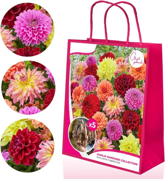 Dahlia - Magnificent collectie - Bloembollen - 5 stuks - Meerkleurig - Bloem bollen - Knollen voor in de tuin