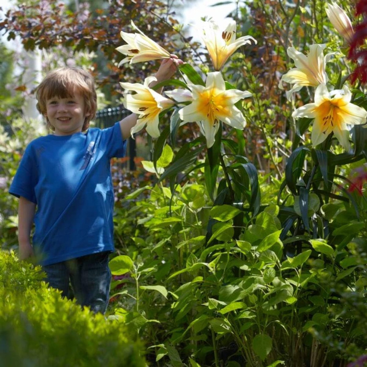 Lelie Bloembollen Winterhard - Lilium High Tea - 3 stuks - Roze - Bloem bollen Mix Meerjarig - Leliebollen
