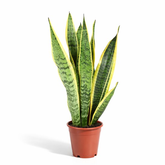 Sansevieria Laurentii - 40 - 60cm Hoog - Makkelijke Kamerplant - Vrouwentong - Pot 12cm