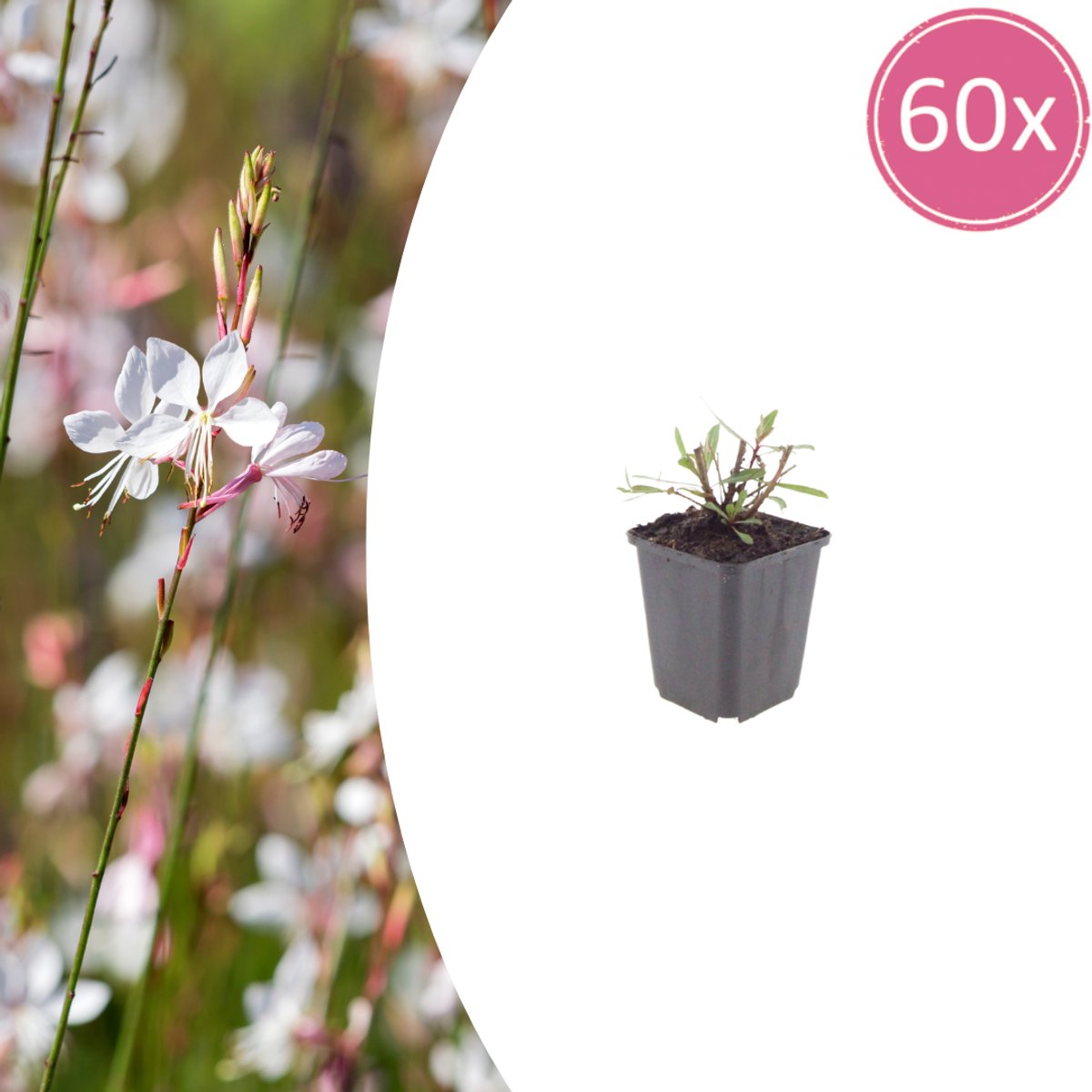 60 Stuks Prachtkaars, Sierlijke Vaste Plant, Kleine Witte tot Zachtroze Bloementjes, Bloemaren, Gaura l. Whirling Butterflies - 10-25cm - Ø9cm