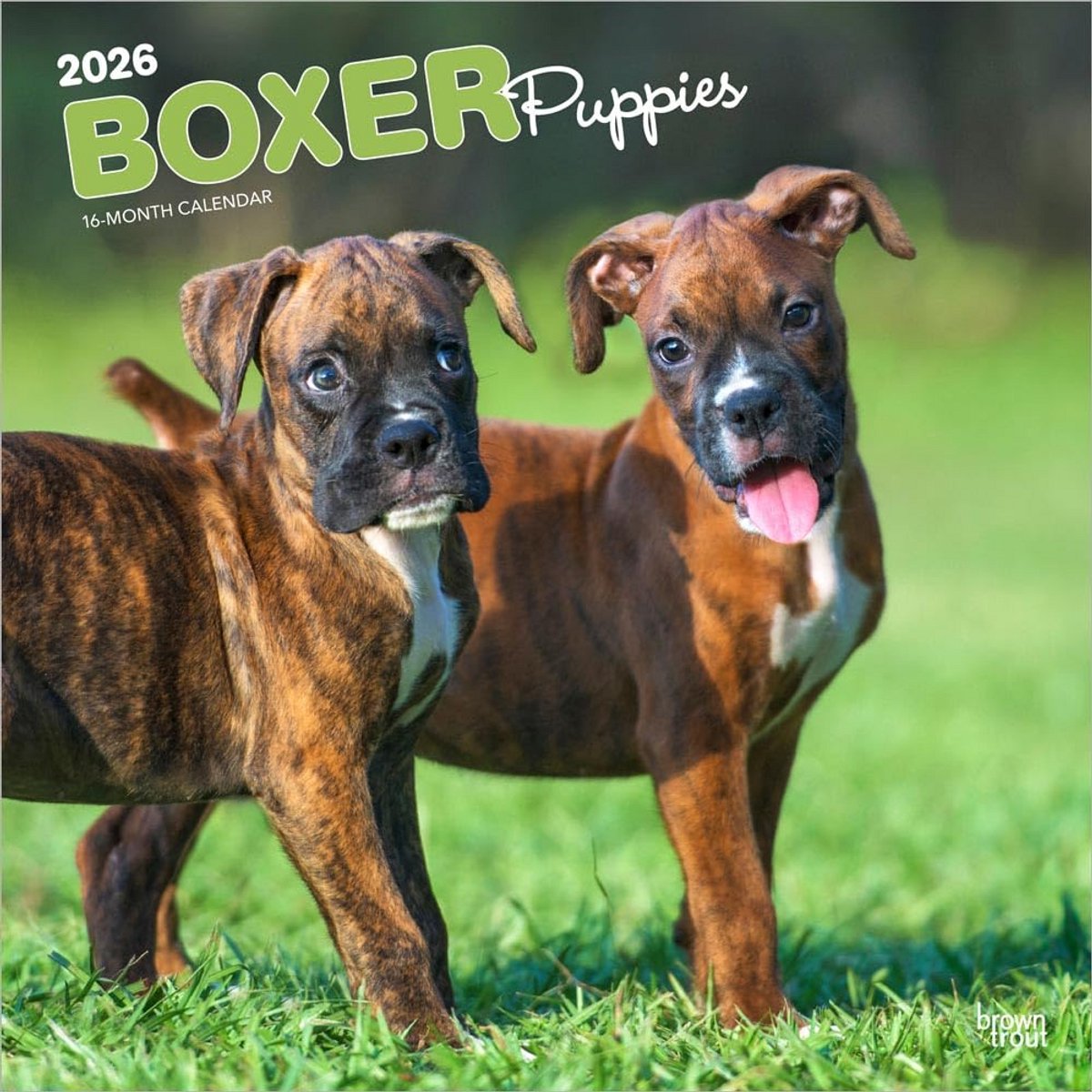 Boxer Hondenkalender 2026 - Maandkalender met Boxer Welpen