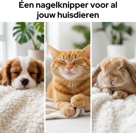 Chiot, chat et lapin endormis sur une couverture douce.