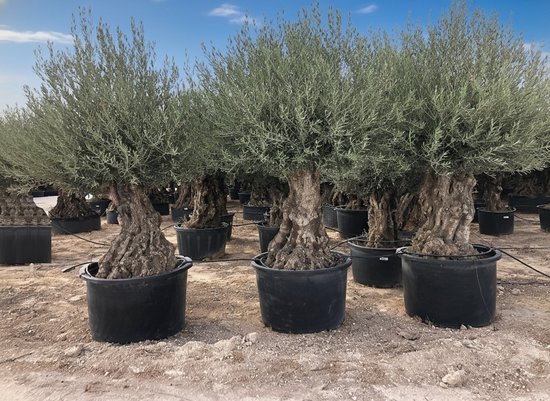 Sunny Tree Olijfboom Olea Europea - Winterharde Groenblijvende Olijfboom op Stam - 240 cm Incl. Pot - 150 jaar Oud - Vruchtdragend - winterhard tot -18