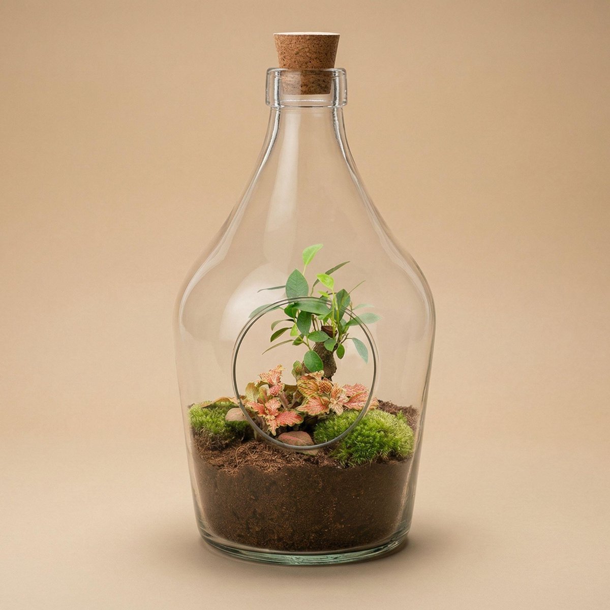 Open terrarium John - Bonsai & Ruby Lime ↑ 30 cm