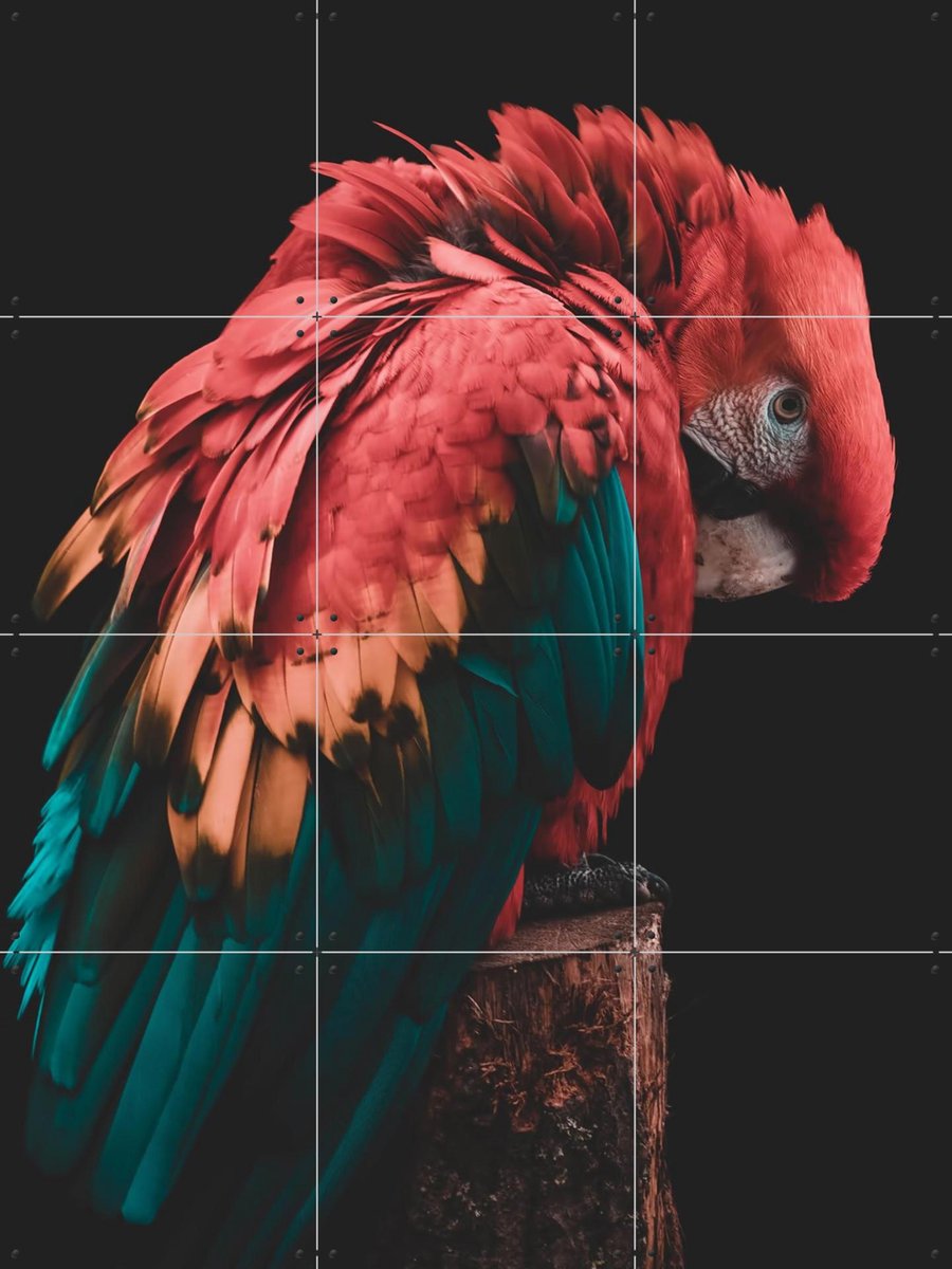 IXXI Bashful Beauty Parrot, Ingrid Beddoes - 60 x 80 cm - Gratis ophangtool - Grote wanddecoratie en posters - Kleurrijk, Fotografie, Slaapkamer