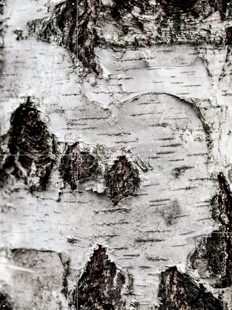 IXXI Birch Tree 2, Mareike Böhmer - 60 x 80 cm - Gratis ophangtool - Grote wanddecoratie en posters - Fotografie, Naturalisme, Woonkamer, Slaapkamer