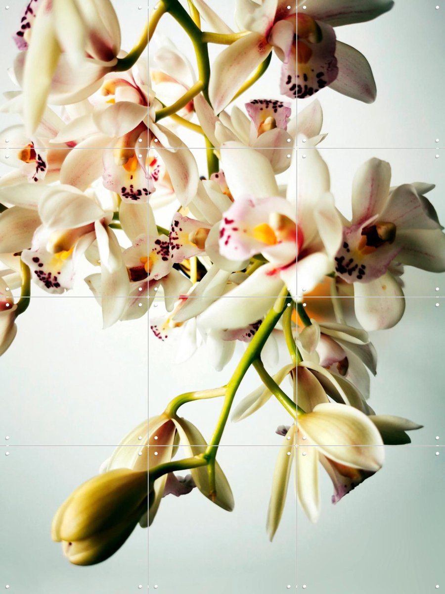 IXXI Tiny Orchids, Angelo Cerantola - 60 x 80 cm - Gratis ophangtool - Grote wanddecoratie en posters - Fotografie, Naturalisme, Woonkamer