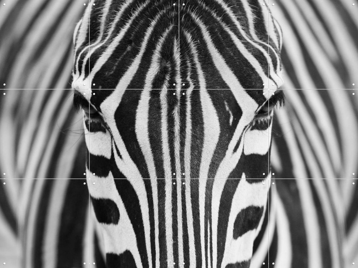 IXXI Zebra, Various - 80 x 60 cm - Gratis ophangtool - Grote wanddecoratie en posters - Fotografie, Slaapkamer, Woonkamer, Kinderkamer, Natuur, Wilde