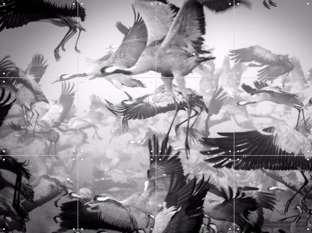 IXXI Bird Migration, Ido Meirovich & Various - 80 x 60 cm - Gratis ophangtool - Grote wanddecoratie en posters - Fotografie, Woonkamer, Slaapkamer