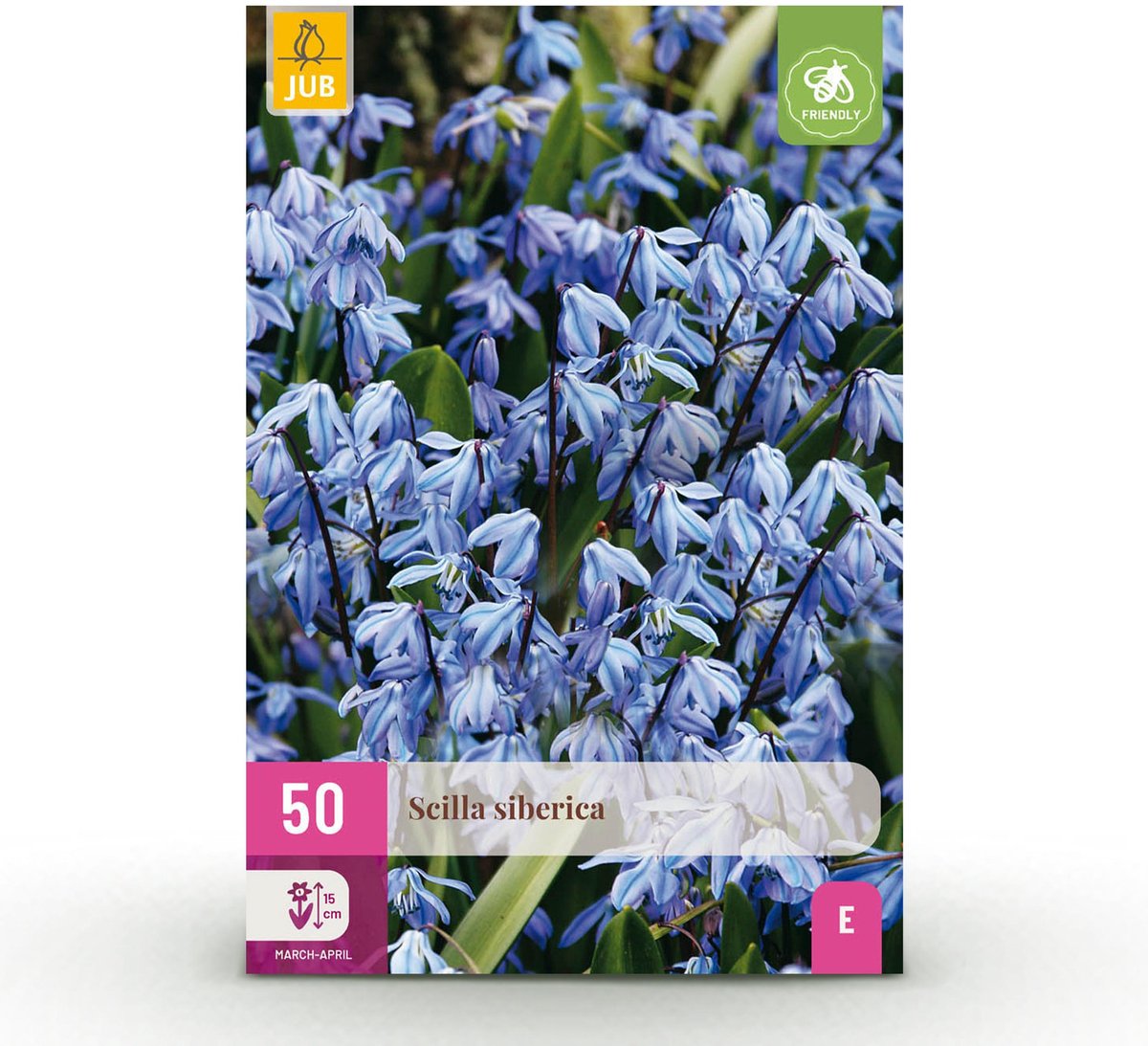 Green boutiQ - 50x Scilla Siberica - Siberische sterhyacint - Blauw - Verwilderingsbol - Bolmaat 7/8
