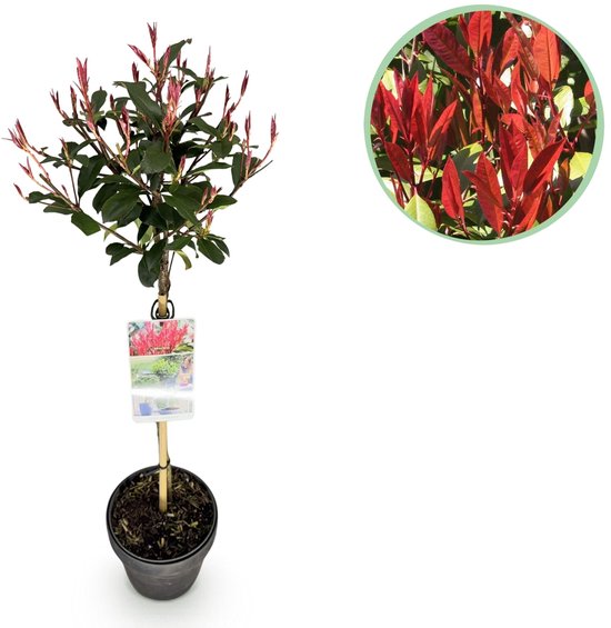 Photinia fraseri Carre Rouge op stam met rode en groene bladeren, met detailfoto van rode bladeren.