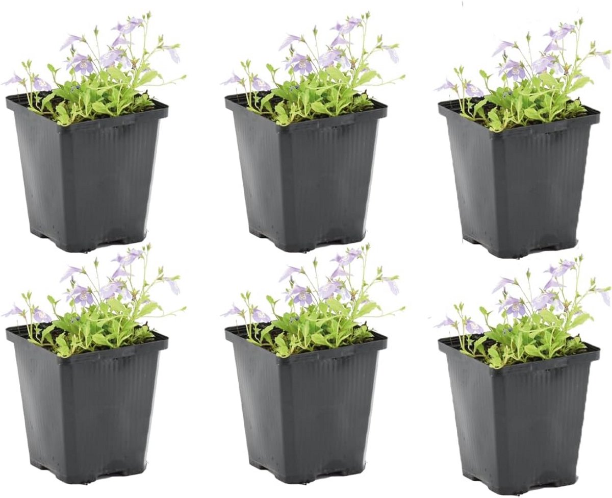 Set van 6 Winterharde Vijverplanten Mazus Reptans - Waterplanten voor Tuinvijvers