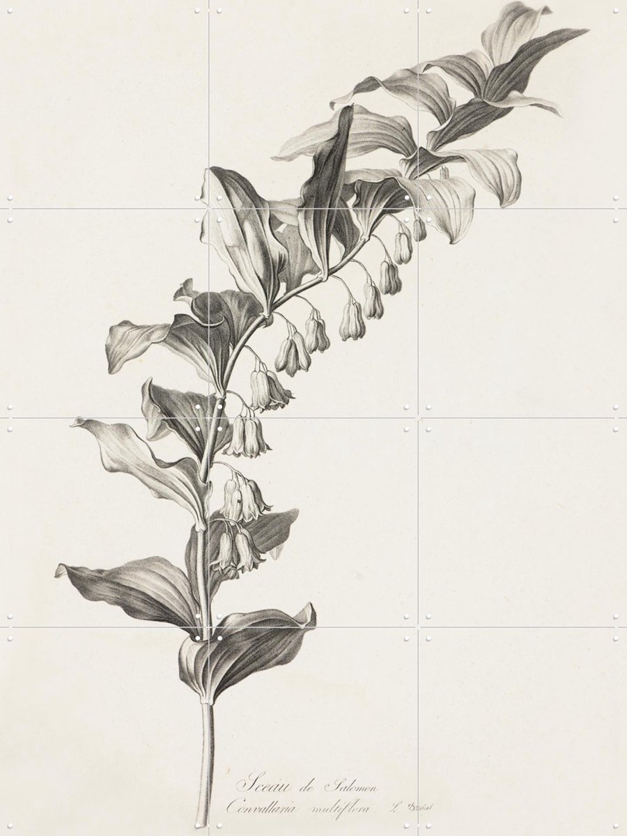 IXXI Veelbloemige Salomonszegel, Het Noordbrabants Museum - 60 x 80 cm - Gratis ophangtool - Grote wanddecoratie en posters - Naturalisme