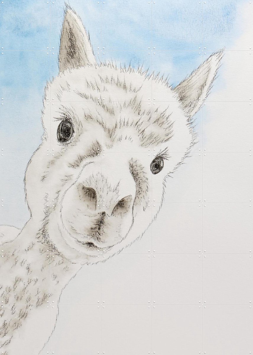 IXXI Curious Alpaca, Natalie Bruns - 100 x 140 cm - Gratis ophangtool - Grote wanddecoratie en posters - Minimalisme, Tekeningen, Illustraties
