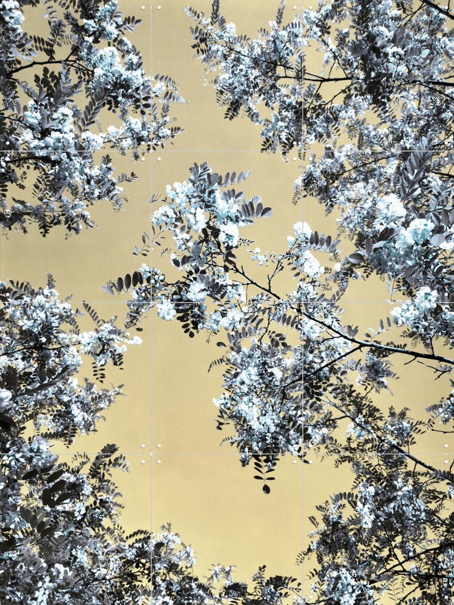 IXXI Blossoming, Angelo Cerantola - 60 x 80 cm - Gratis ophangtool - Grote wanddecoratie en posters - Kleurrijk, Fotografie, Grafisch Ontwerp