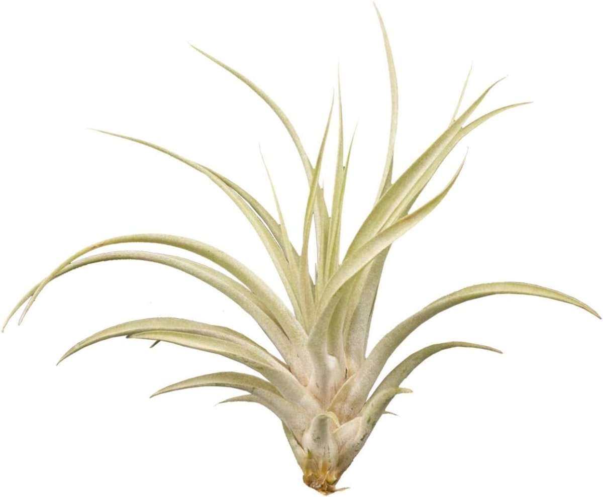 Luchtplant - Epifyt plant - Decoratie Binnen - Geen Potgrond Nodig - 20 cm Lengte
