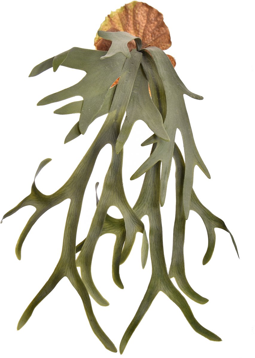 Pure Royal kunstplant staghorn 65cm groen