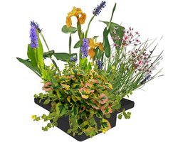 vdvelde.com - Vijver planteneiland 25x25 cm - Compleetset met 4 waterplanten - Drijvend planteneiland voor helder water - Vermindert algen en reinigt natuurlijk - Winterhard