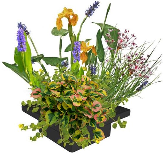 Drijvend planteneiland met gele iris, blauwe lupine en bontgekleurde Caladium planten.