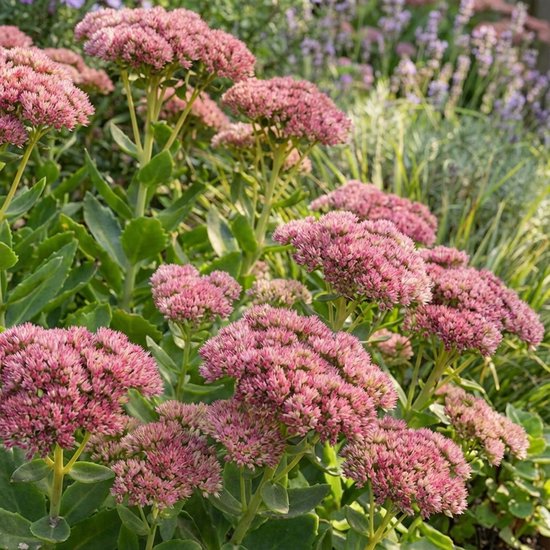 Een dichte bos met roze bloemen en groene bladeren van Sedum.