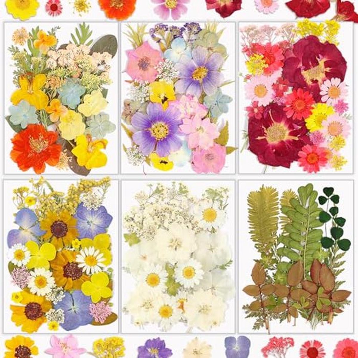 Geperste gedroogde bloemen set 174 stuks voor ambachten DIY
