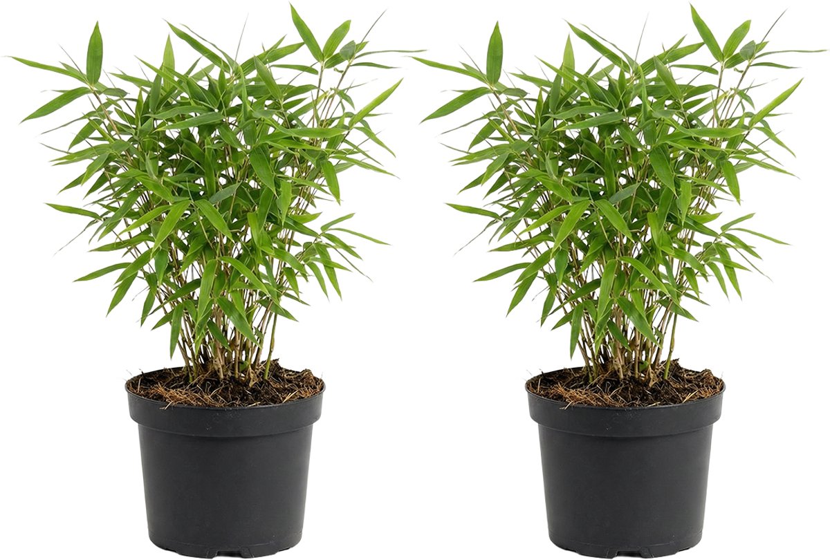 Bloomique - Set van 2 - Fargesia Rufa - Bamboe Plant - Niet woekerend - Winterhard - Groenblijvend - Tuinplanten - Hoogte 20-40 cm - Pot 14 cm