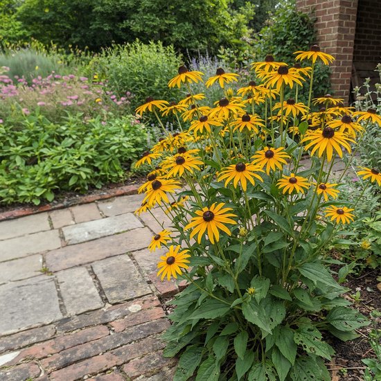Bloomique - Set van 6 - Rudbeckia Fulgida ‘Goldsturm’ - Zonnehoed - Rijkbloeiend - Winterhard - Vaste plant - 10-20 cm hoog - Pot 9 cm