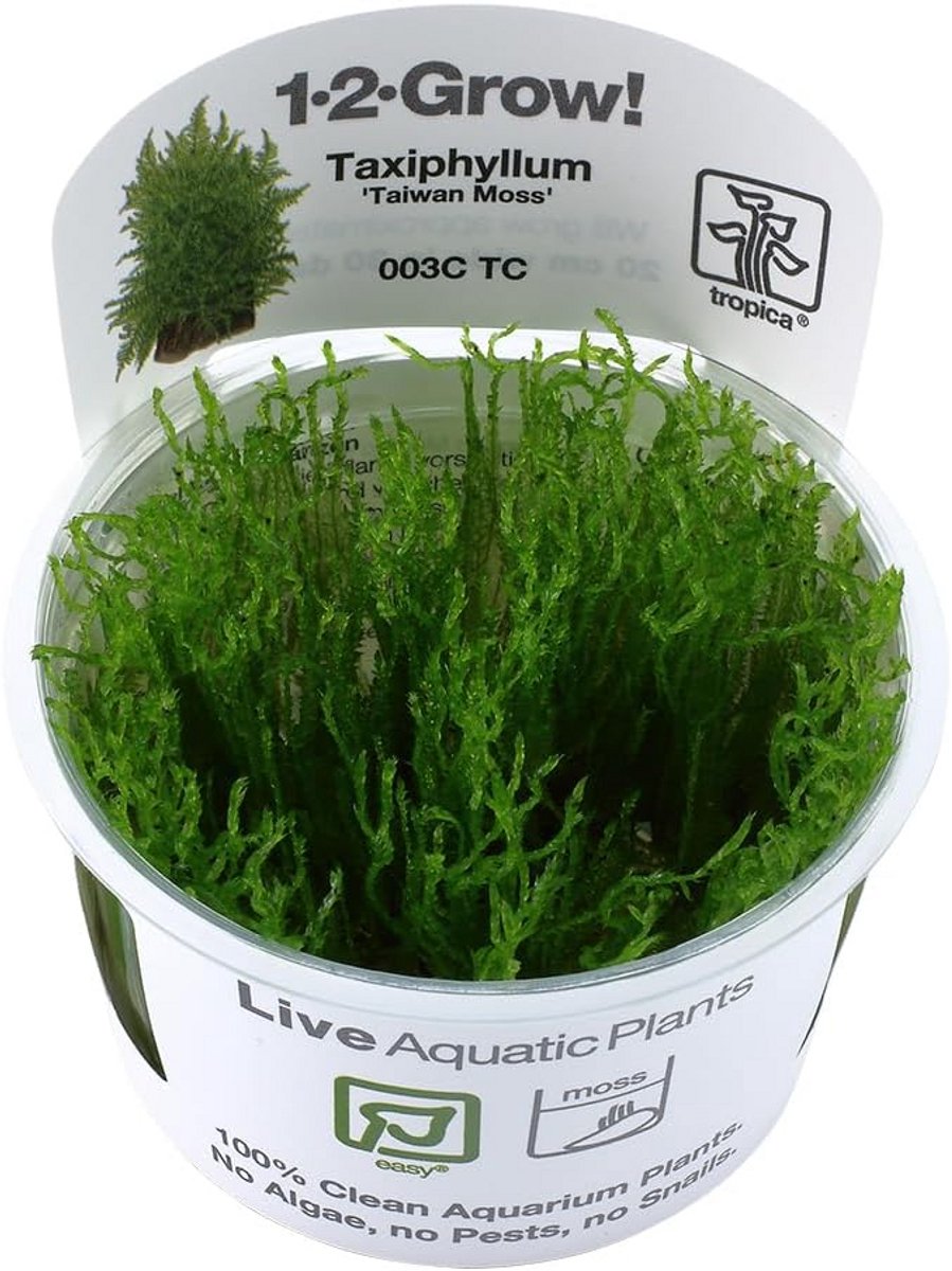 Levend Waterplanten voor Zoetwateraquarium en Aquascaping