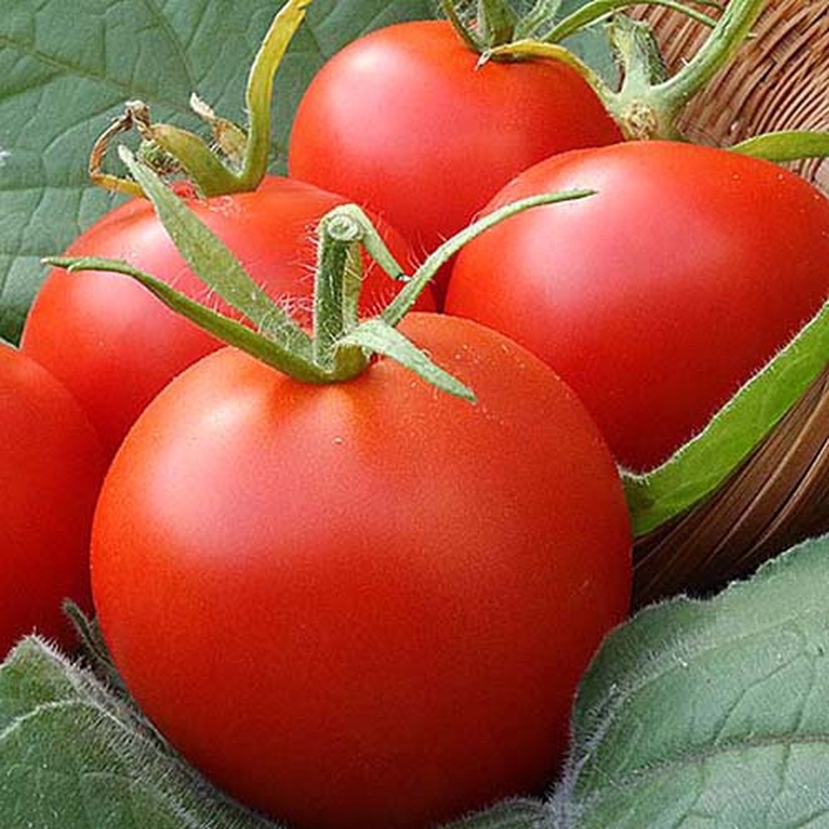 Tomaten zaden - Tomaat Moneymaker