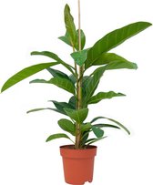 PLNTS - Ficus Roy (Vijg) - Kamerplant - Kweekpot 21 cm - Hoogte 75 cm