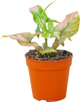 Syngonium Pink Splash - Kamerplant - cm Kweekpot - Hoogte cm