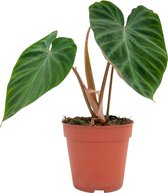 PLNTS - Philodendron Verrucosum - Kamerplant - Kweekpot 12 cm - Hoogte 25 cm